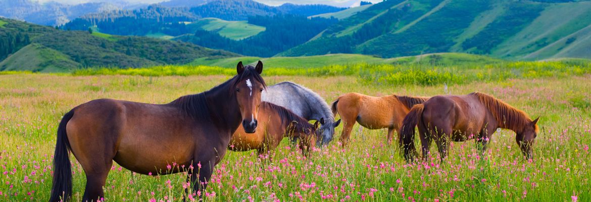 Protect Your Horse Against Reoccurring Ulcers