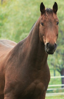 Colic PRO - Help Your Horse Recover from Colic