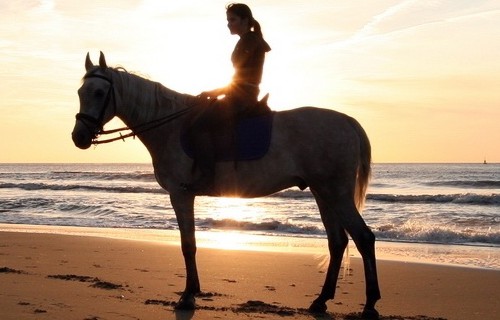 Colic PRO - Help Your Horse Recover from Colic