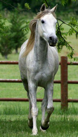 Equine Science Solutions health products