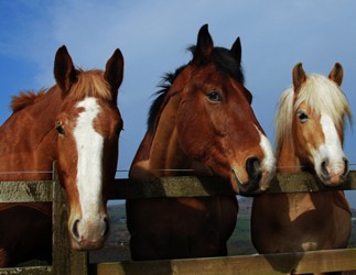 Help Your Horse Stress Less and Focus More