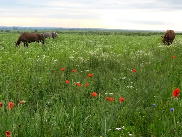 Natural Feed nutrients and herbs for Your Horse