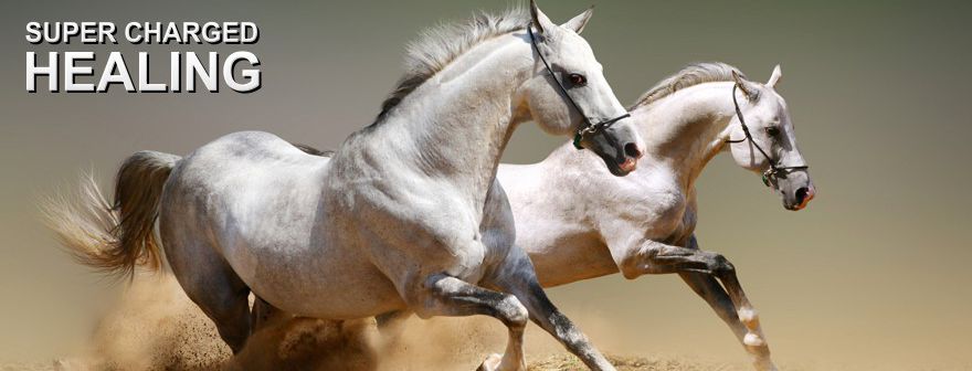 For Equine Bone Injuries, Wounds and Soft Tissue Repairs