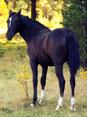 For Equine Bone Injuries, Wounds and Soft Tissue Repairs