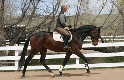 Protect Your Horse Against Reoccurring Ulcers