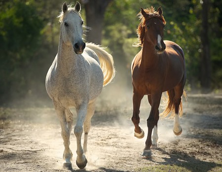 Horse Joints, Cartilage, Ligaments, Tendons and Synovial Fluids