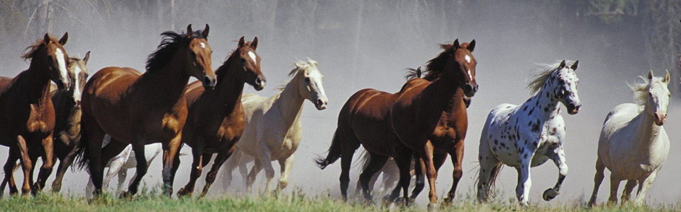 Equine Science Solutions